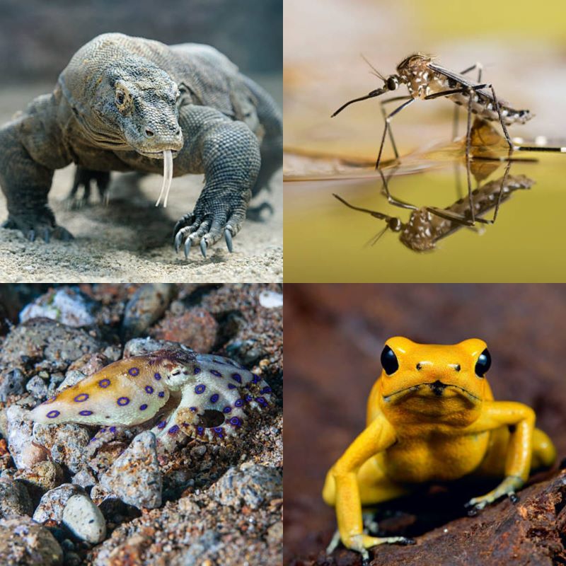 Beberapa Hewan berbahaya di Dunia.