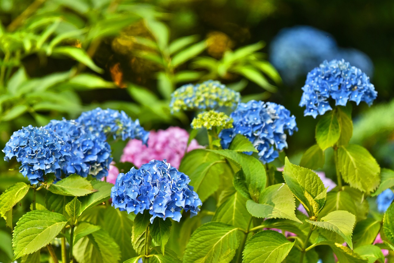 ilustrasi bunga hortensia (Pixabay)