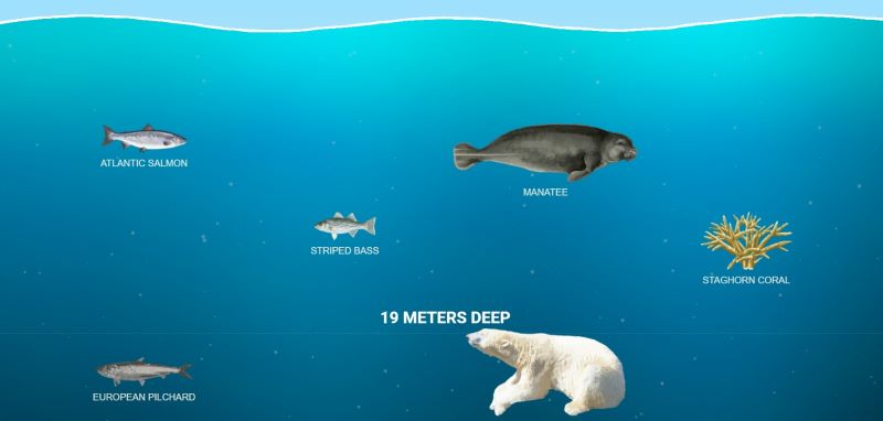 Tampilan website The Deep Sea bagian permukaan.