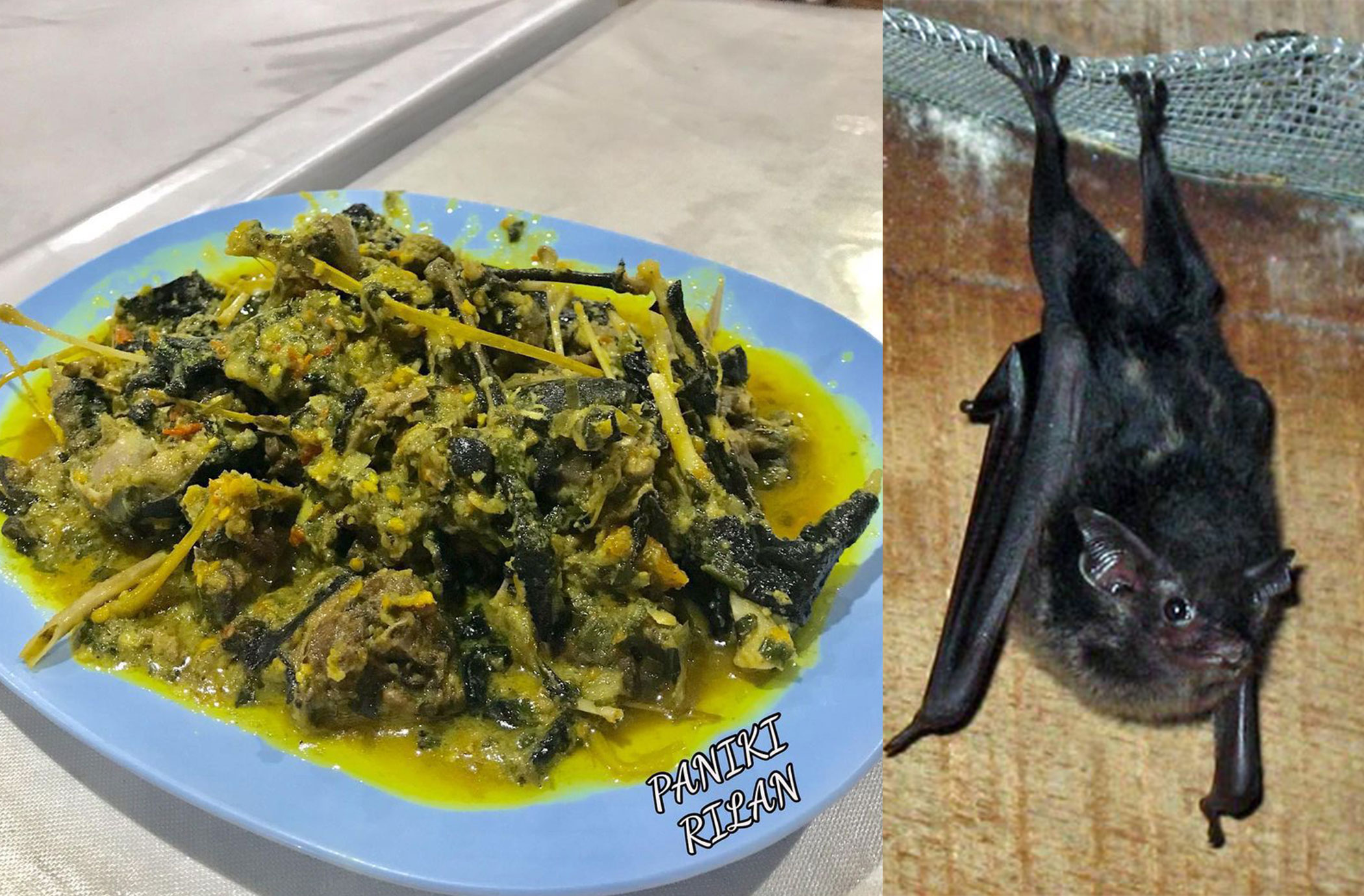 Paniki, menu ekstrem asal Manado, Sulawesi Utara yang terbuat dari daging kelelawar.