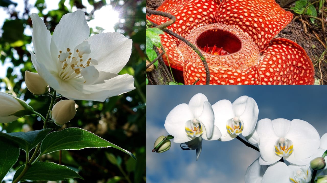 (bunga Melati, Rafflesia Arnoldi, dan Anggrek Bulan, Canva)