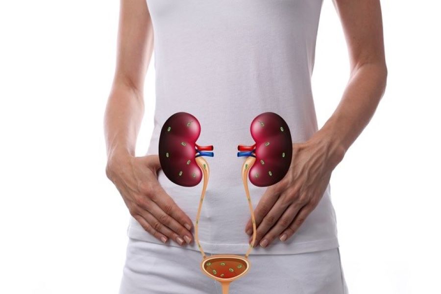Organ yang bisa terjangkit oleh Infeksi Saluran Kemih (ISK).