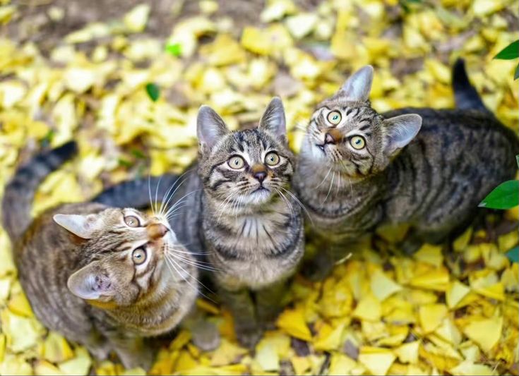 Kadang kucing harus disterilkan untuk mengendalikan jumlahnya.  (pinterest.com)