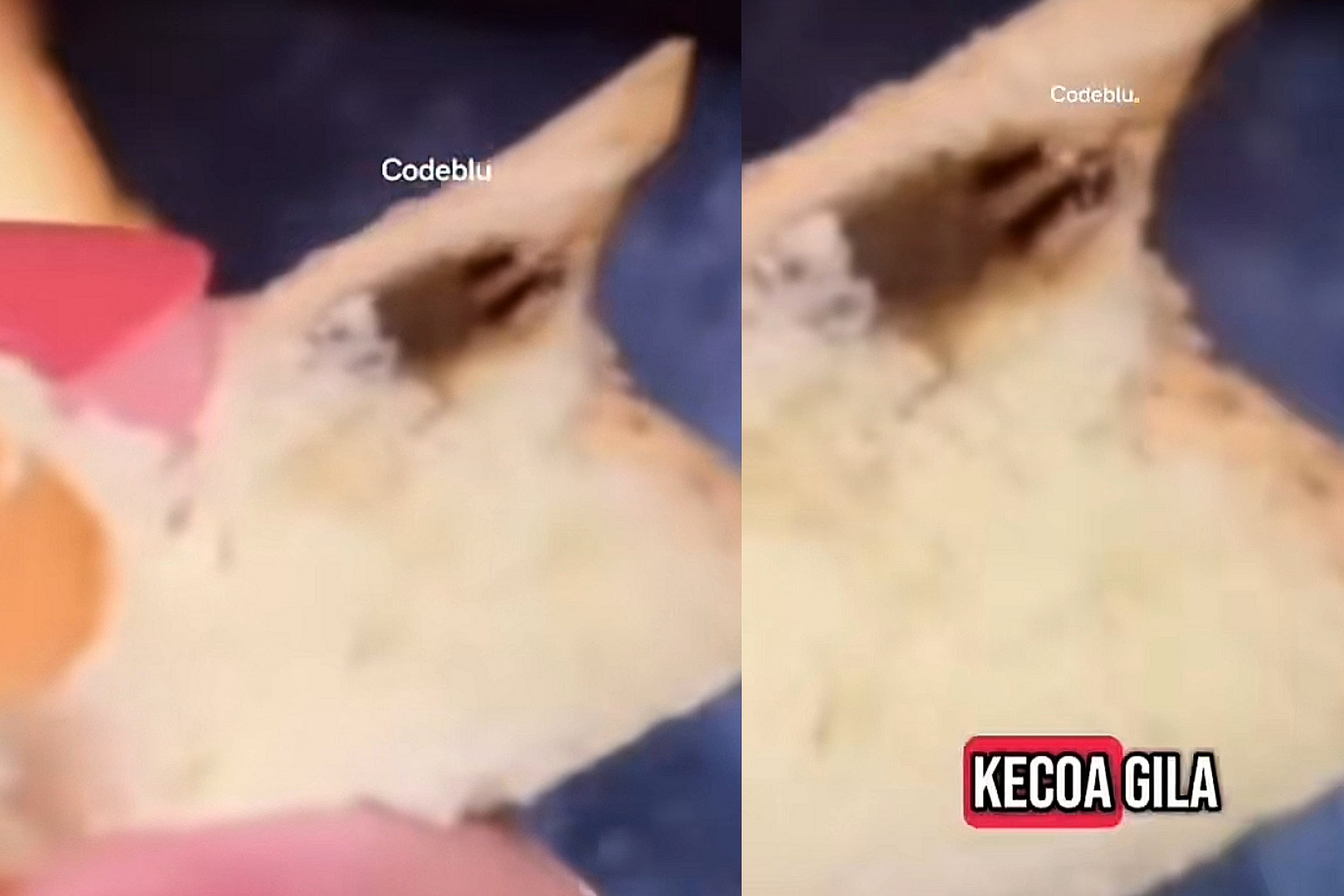 Pelanggan menemukan kecoa mati pada salah satu produk roti HB yang dibelinya. (Tiktok/@codebluuuu)