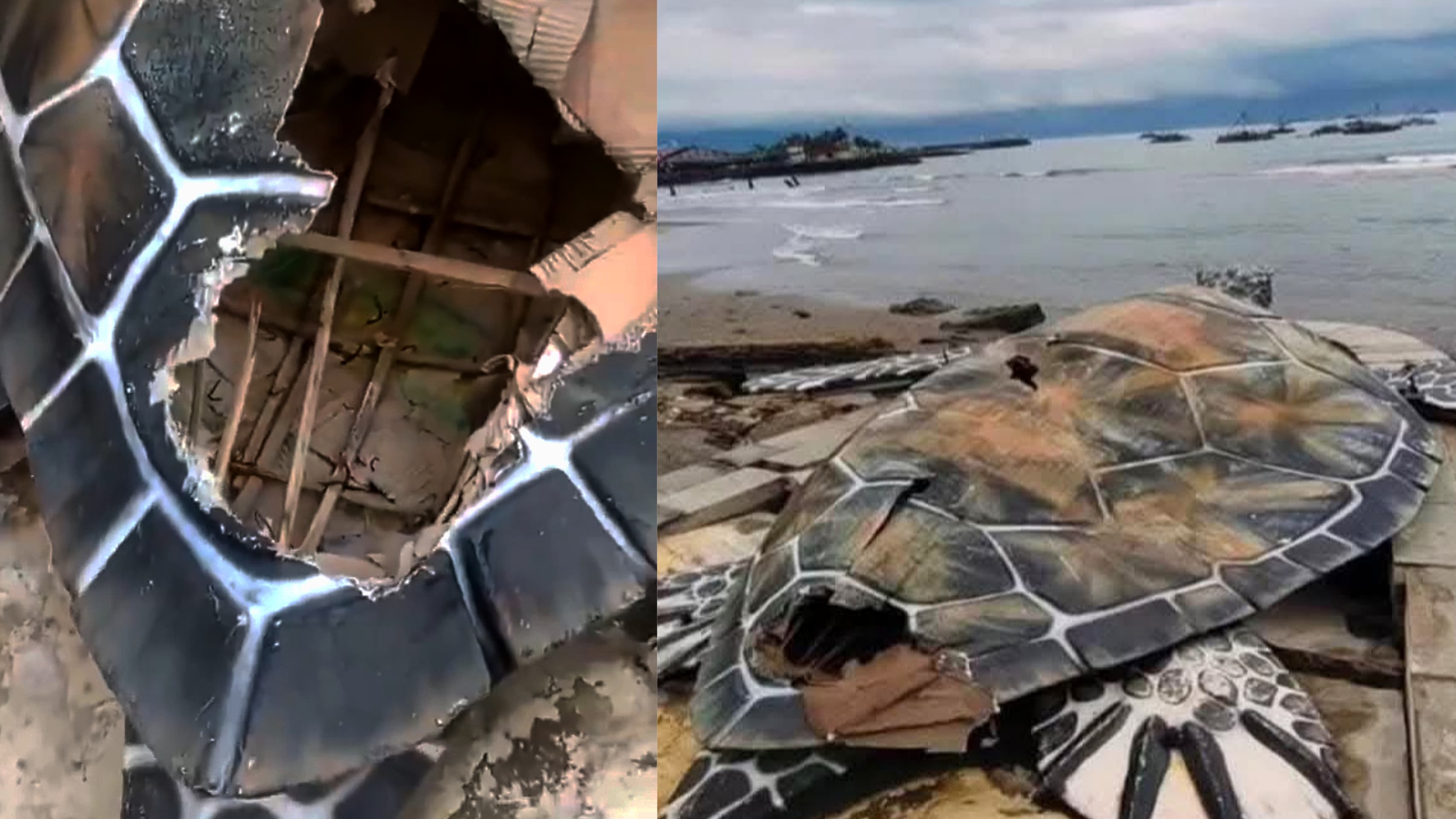 Patung penyu di Pelabuhanratu, Sukabumi diduga terbuat dari kardus.