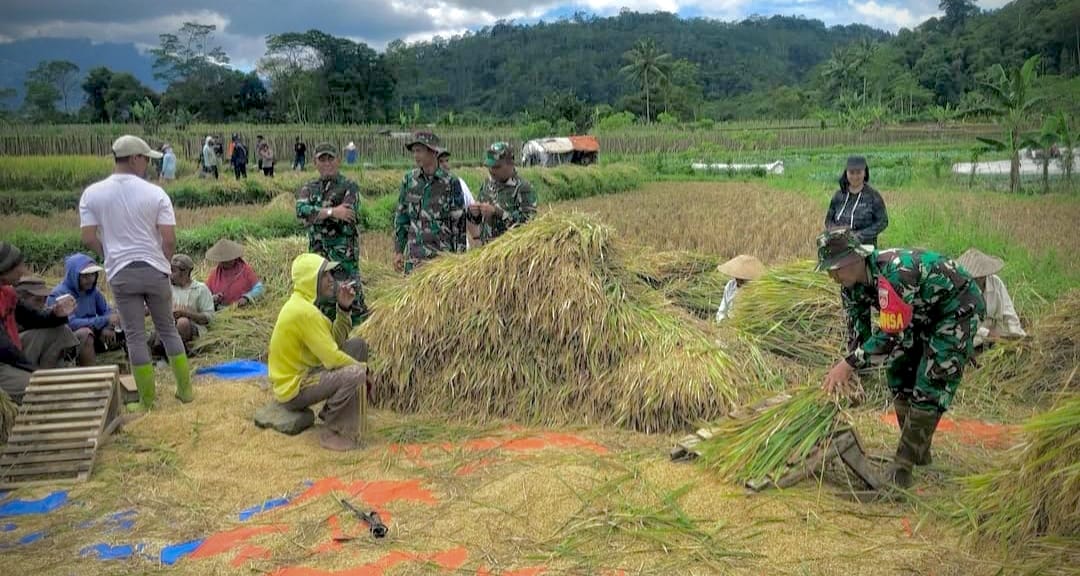 Perum Bulog Cabang Wonosobo bersama Kodim 0707 saat terjun langsung ke tengah sawah saat panen raya di Dusun Bakulan dan Mertokondo, Desa Rejosari, Kecamatan Kalikajar, Wonosobo beberapa waktu lalu.
