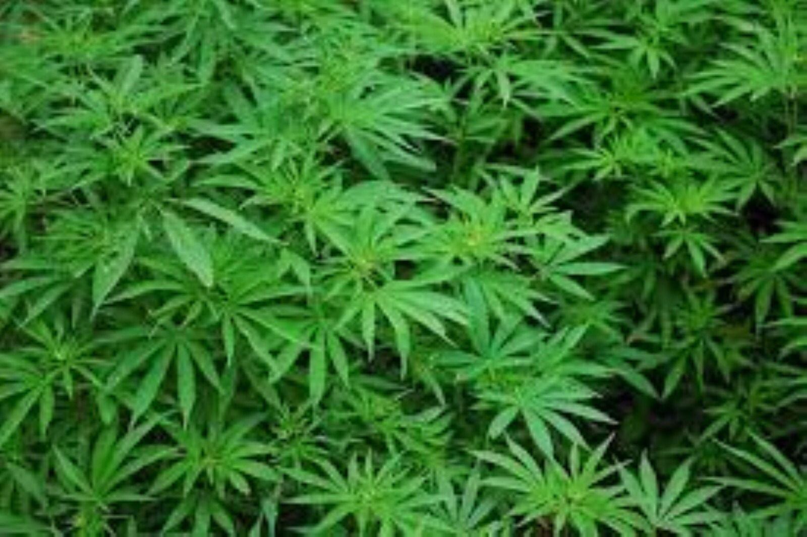 Penemuan barang bukti pohon ganja di Garut.