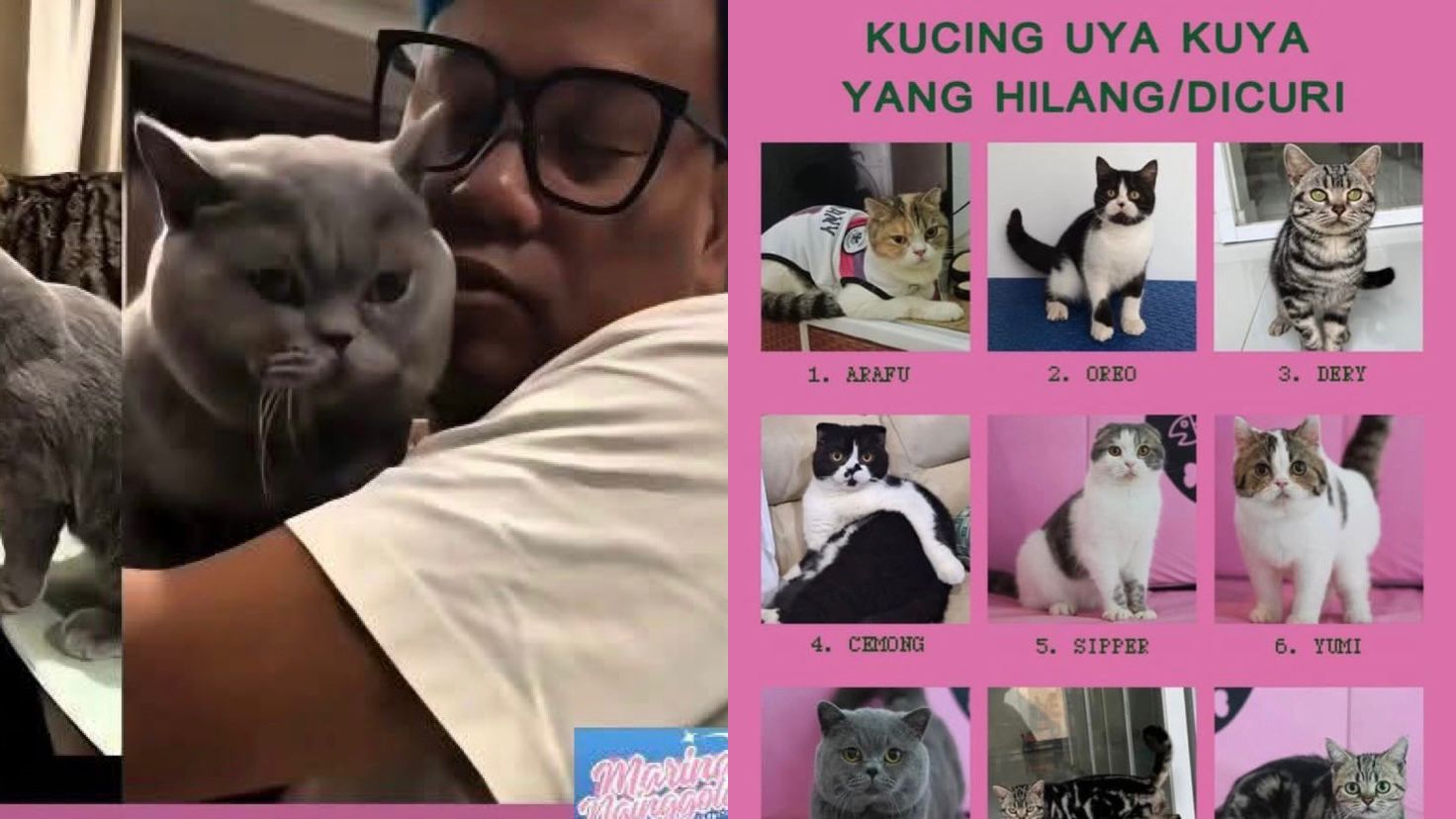 Ilustrasi Kucing Kesayangan Uya Kuya Dilaporkan Hilang.