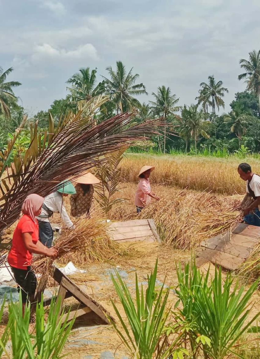 Masyarakat desa Hargobinangun, Pakem merontokkan padi dengan alat tradisional Gepyokan.