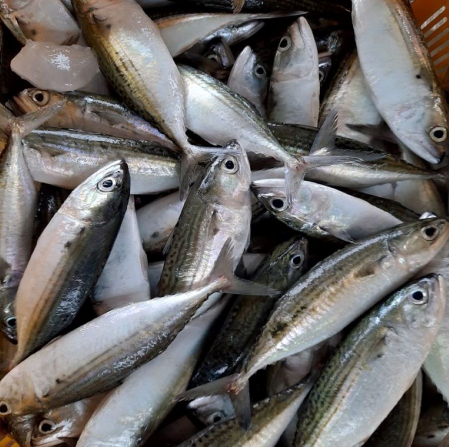 ikan kembung