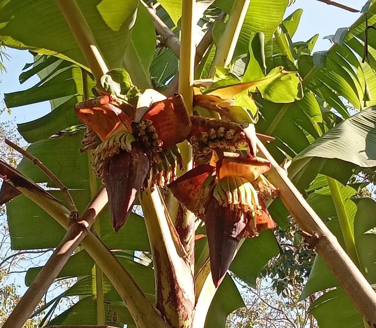 Pisang bertandan dua yang tumbuh di Desa Sembukan Wonogiri.
