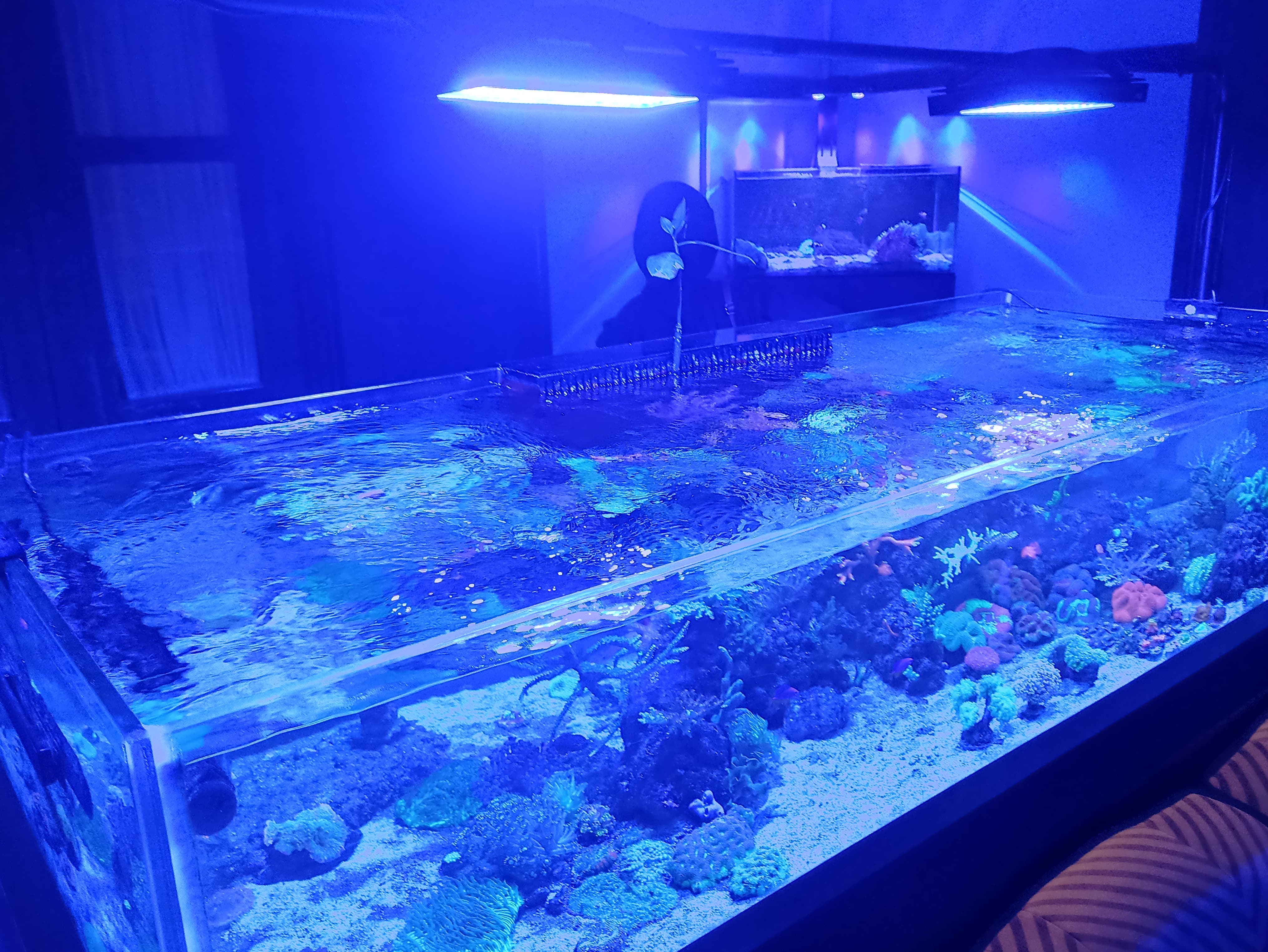 Caption gambar: Salah satu akuarium yang menjadi daya tarik utama di Indonesian Reefer&rsquo;s Coral Studio.