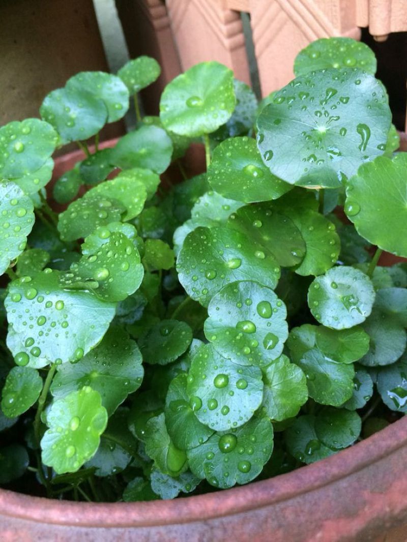 Daun pegagan, daun berbentuk kipas yang memiliki beragam manfaat.
