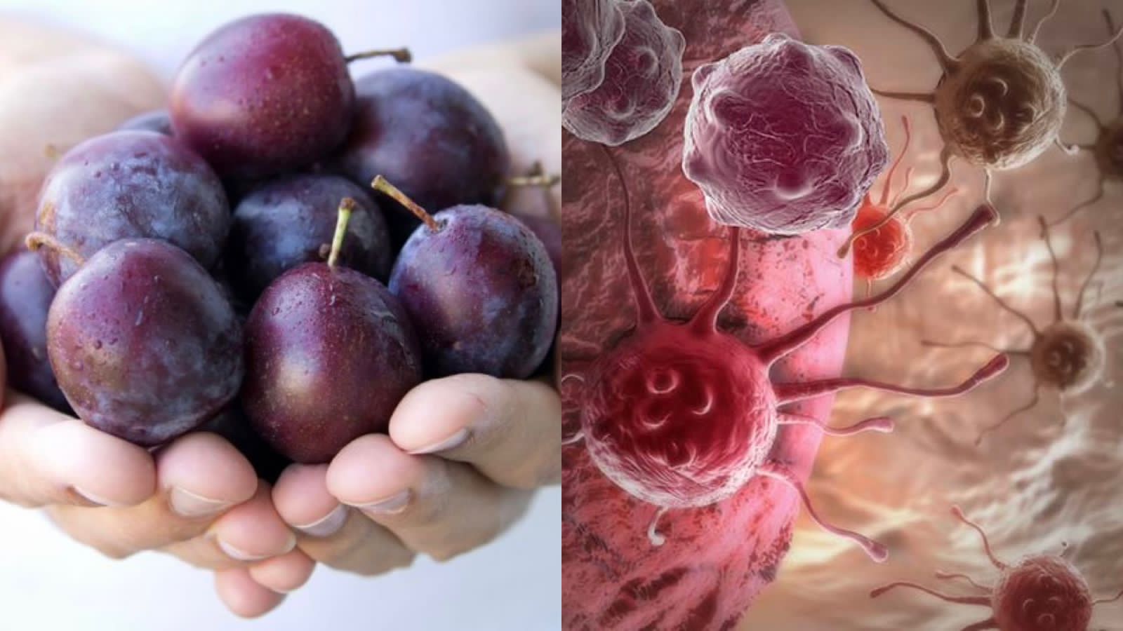 Ilustrasi buah plum dan sel kanker.