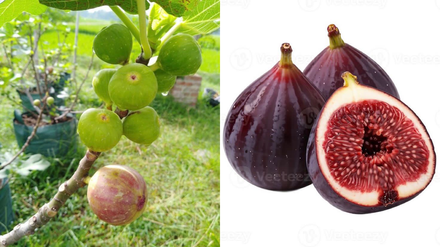 Ilustrasi Jaga Gula Darah dengan Buah Tin.