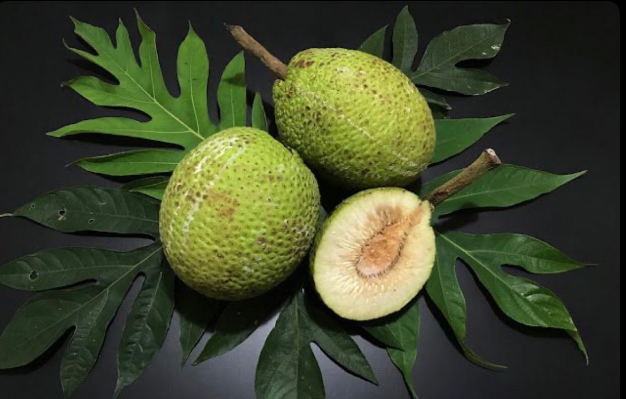Buah sukun, yang memiliki banyak manfaat.