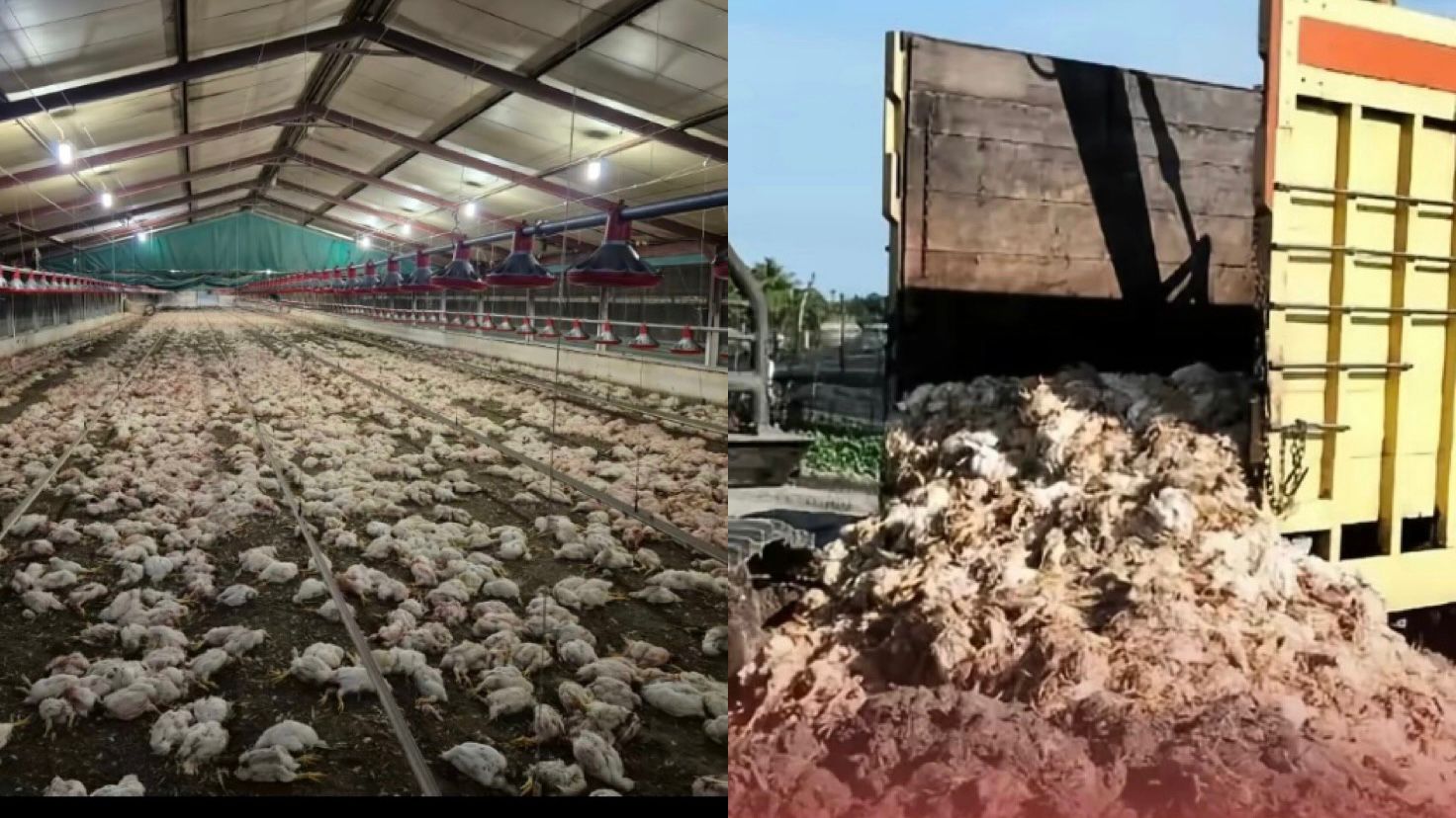 Ilustrasi Ribuan Ayam Mati, Peternak di Aceh Barat Daya Rugi Rp800 Juta.