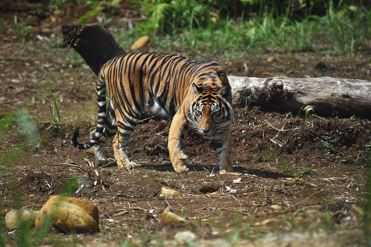 Potret harimau Sumatra (Panthera tigris sumatrae) di Pusat Rehabilitasi Harimau Sumatra, Dharmasraya (2017).