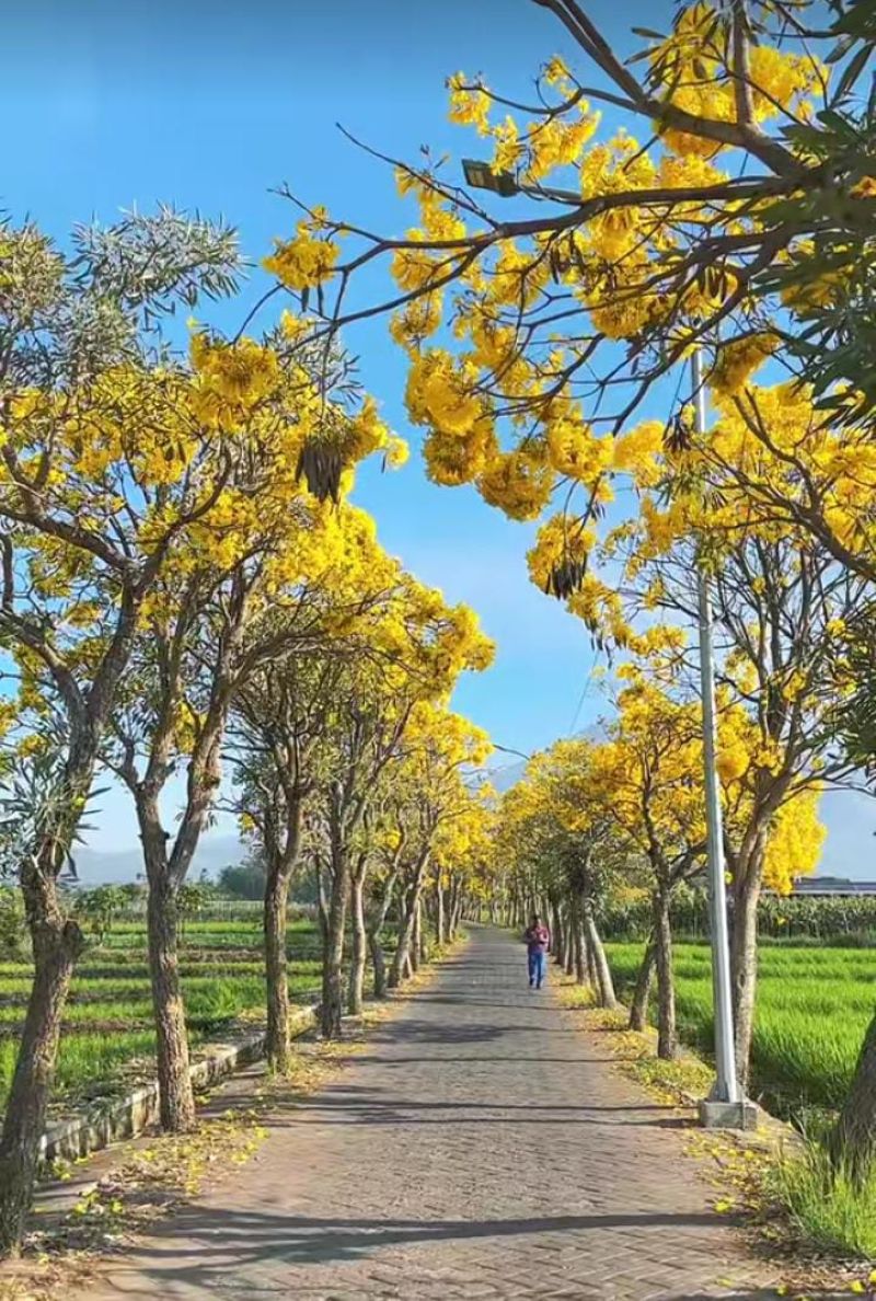 Keindahan Bunga Tabebuya.