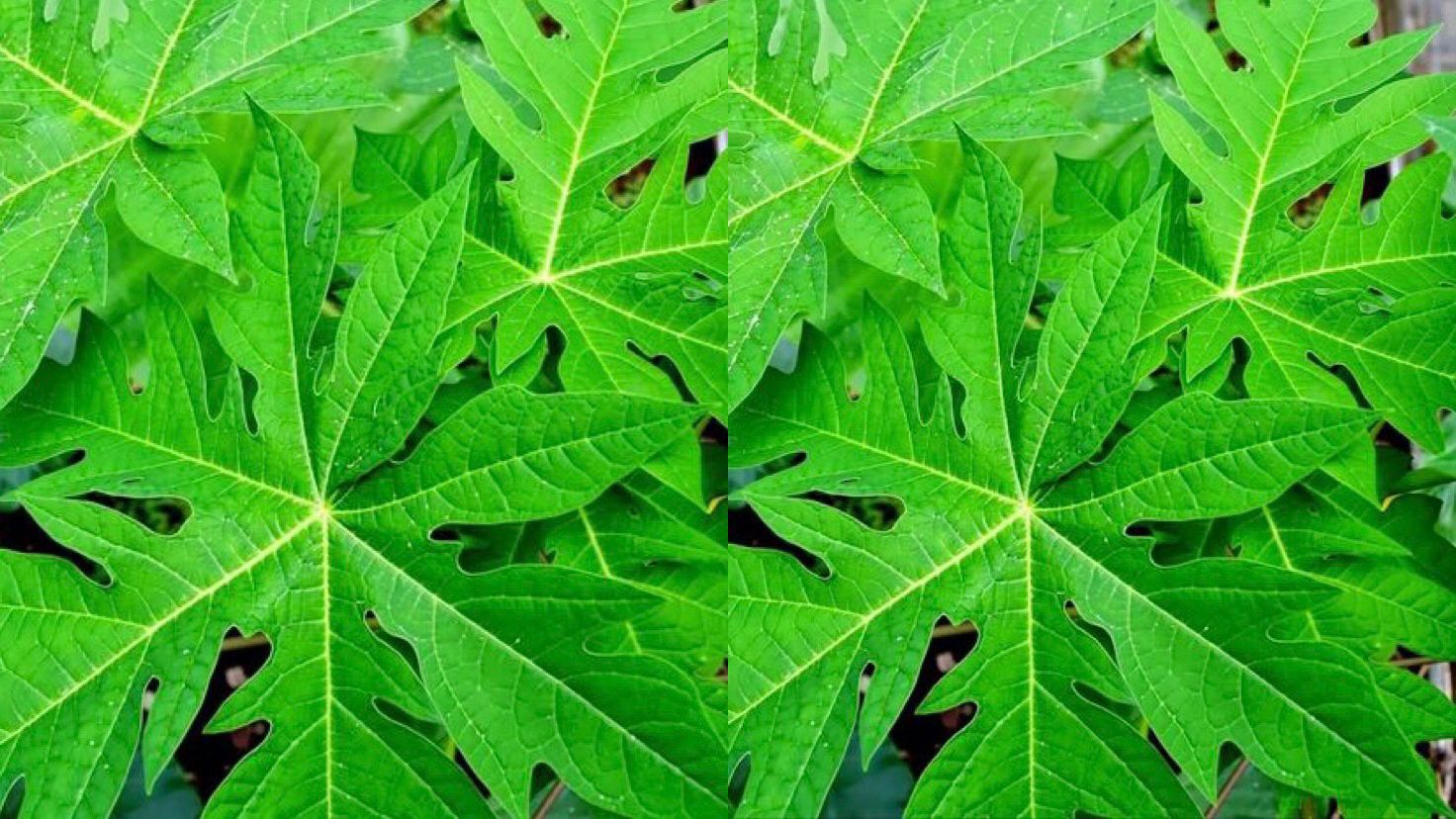 Ilustrasi Pahit tapi Sehat, Manfaat Daun Pepaya bagi Tubuh. (pinterest)