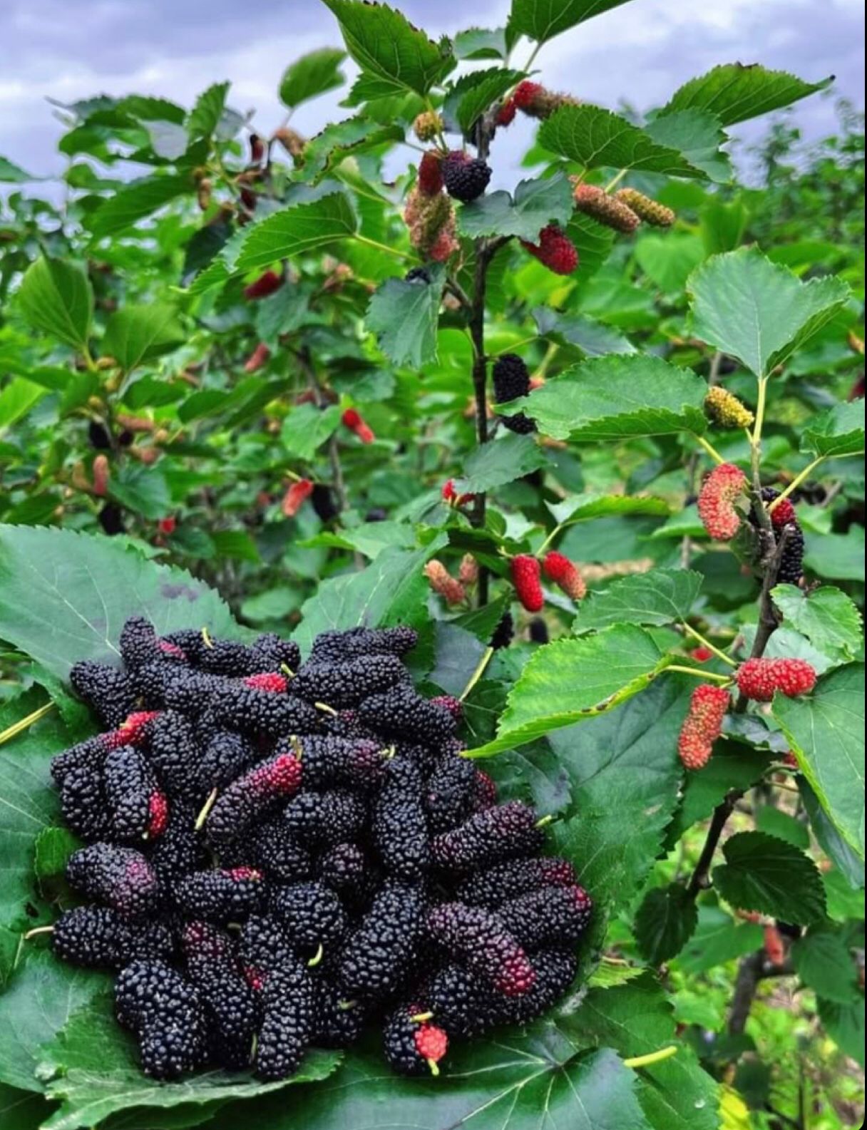 Buah Murbei, memiliki banyak manfaat untuk kesehatan (pinterest)