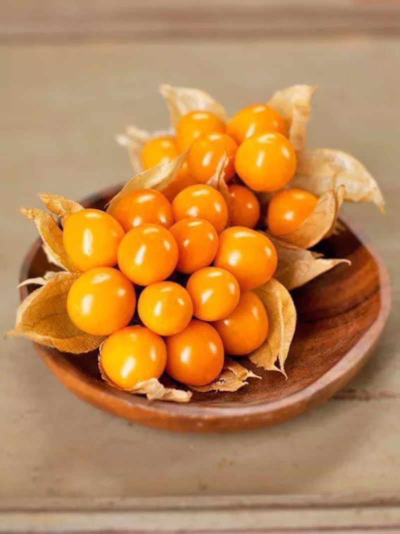 Buah Ciplukan (Sumber: Pinterest Mirian Vargas)