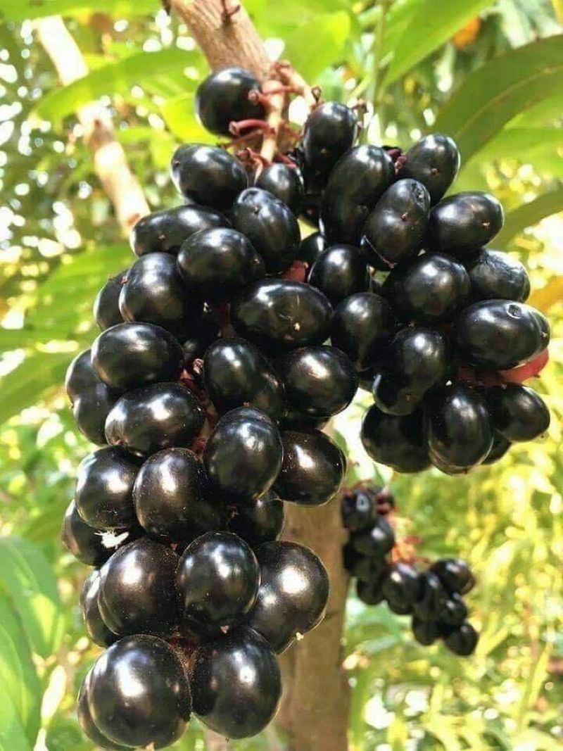 Buah Duwet (Sumber : Pinterest Mercilyn Cabling)