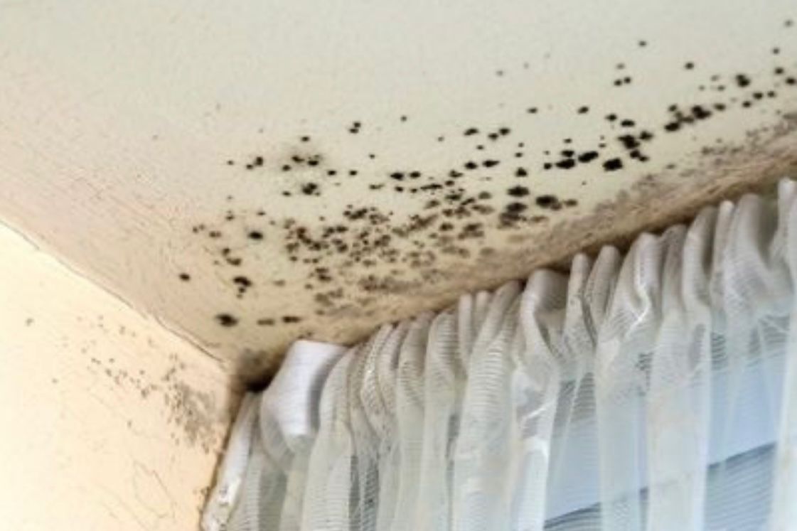 Ilustrasi jamur hitam (black mold) yang tumbuh pada plafon serta dinding (foto: pinterest)
