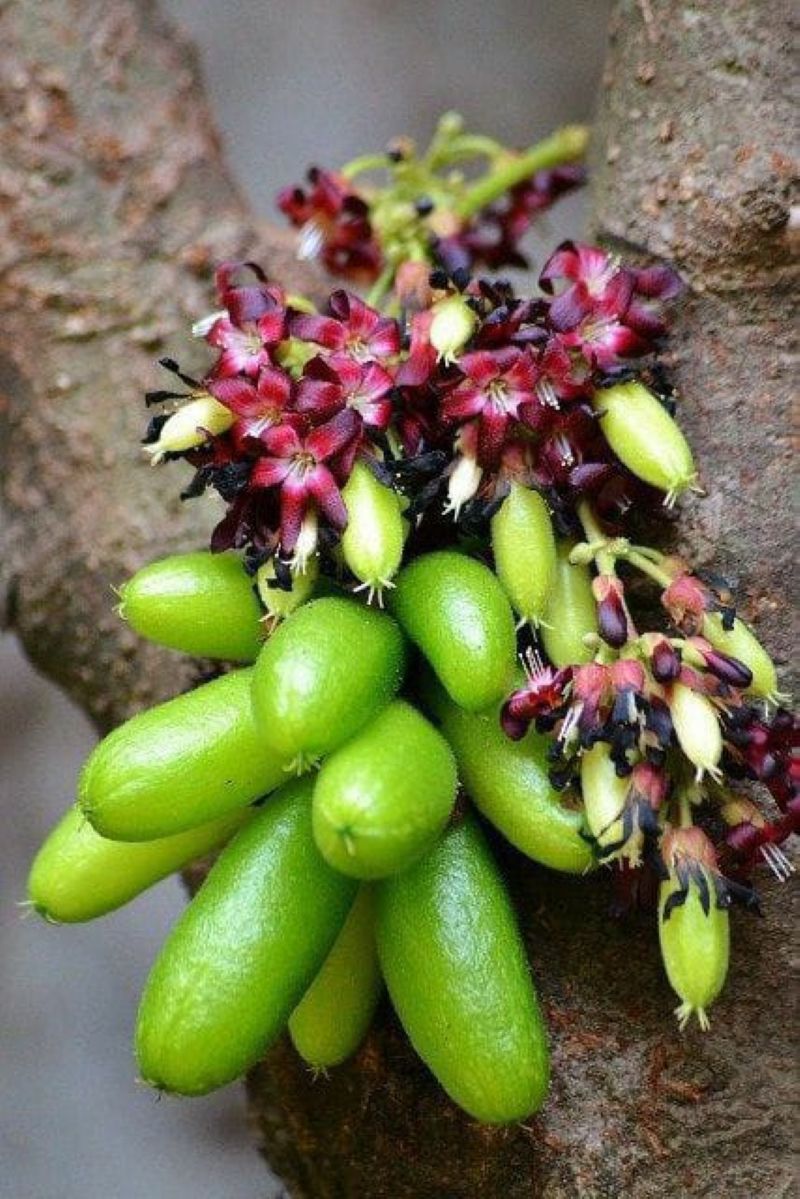 Buah Belimbing Wuluh (Sumber: Pinterest Granatka)