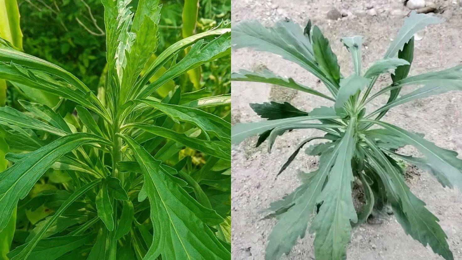 Ilustrasi Daun Jalantir, Tanaman Liar yang Ampuh Redakan Sakit Kepala dan Pusing. (Pinterest)