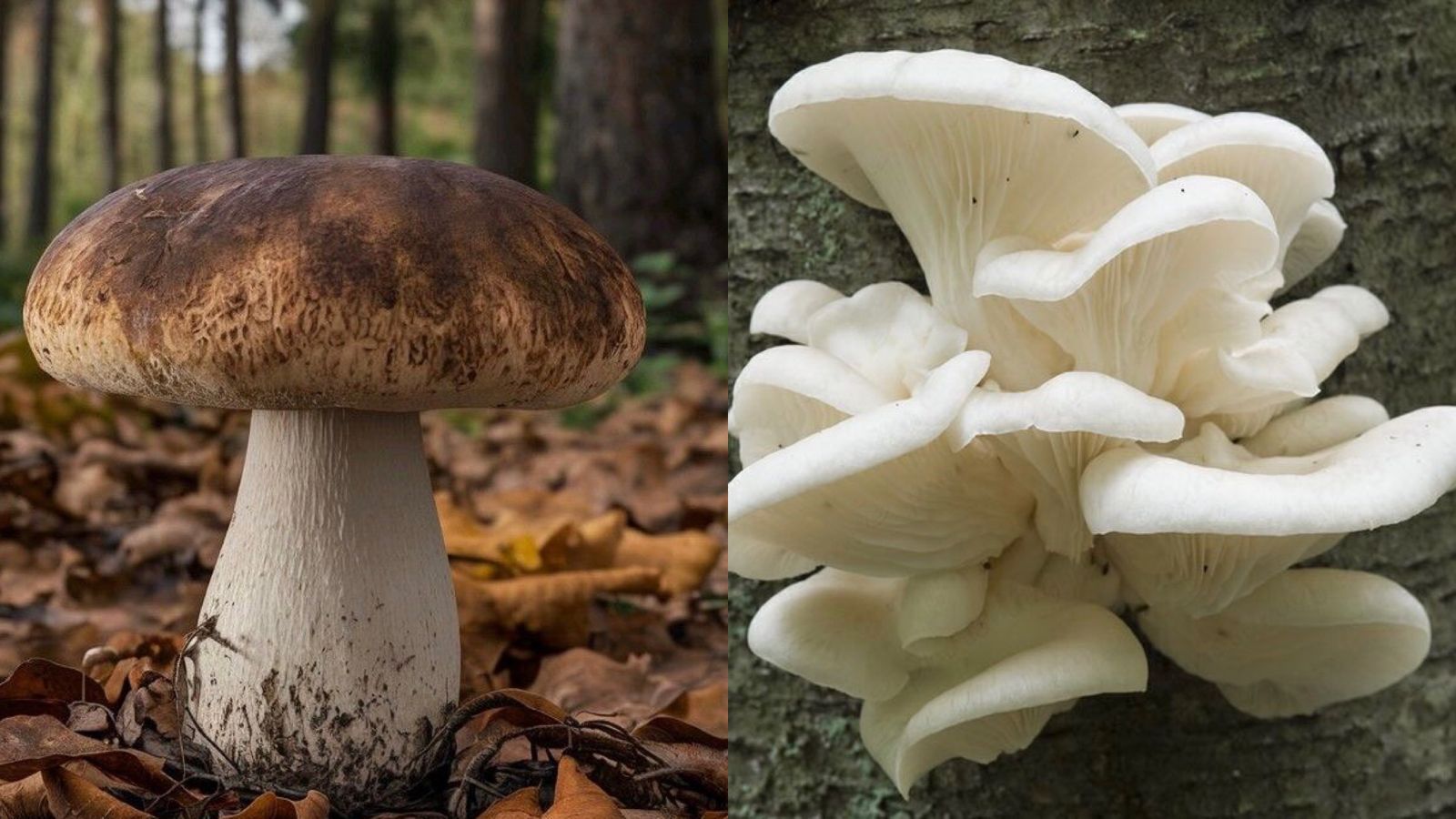 Cara membedakan jamur beracun dan layak konsumsi (Pinterest)