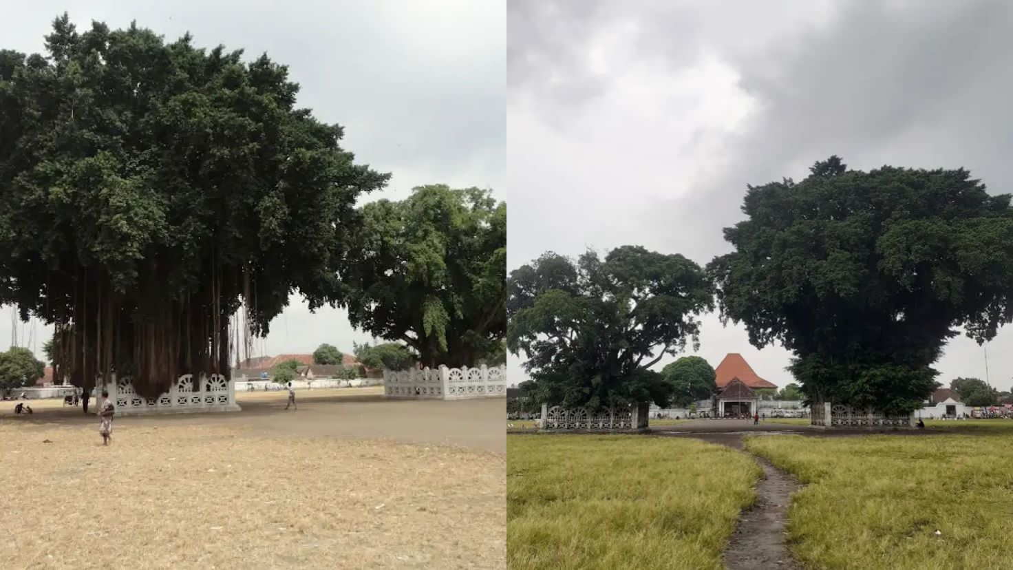 Ilustrasi Asal-Usul Pohon Beringin Kembar di Alun-Alun Kidul. (Google Maps)