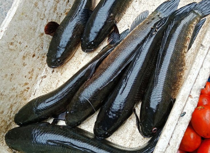ikan kutuk