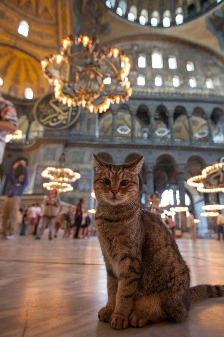 Kucing di Hagia Sophia, Istanbul, Turki (Sumber: Pinterest)