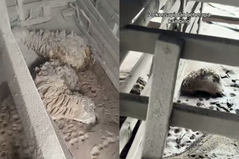 Hewan ternak warga yang mati akibat tertimbun abu vulkanik.
