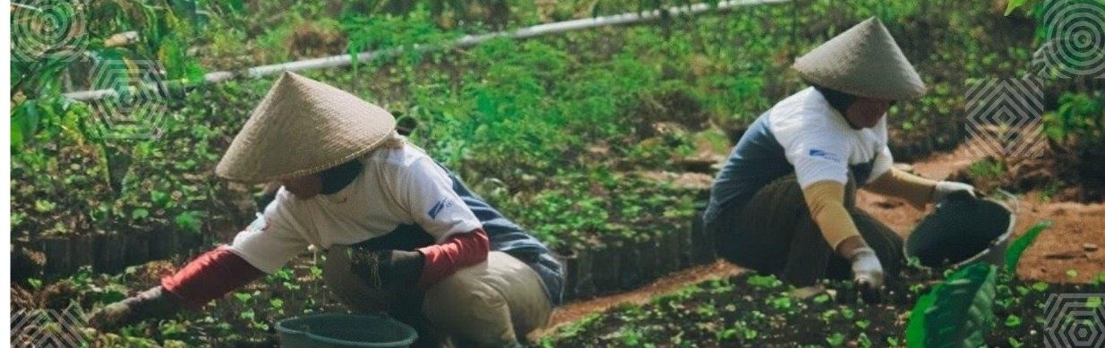 "Petani Desa Sejahtera Astra Cikajang merawat bibit kopi sebagai upaya meningkatkan mutu dan hasil kopi arabika Garut." (Sumber Resmi Astra)