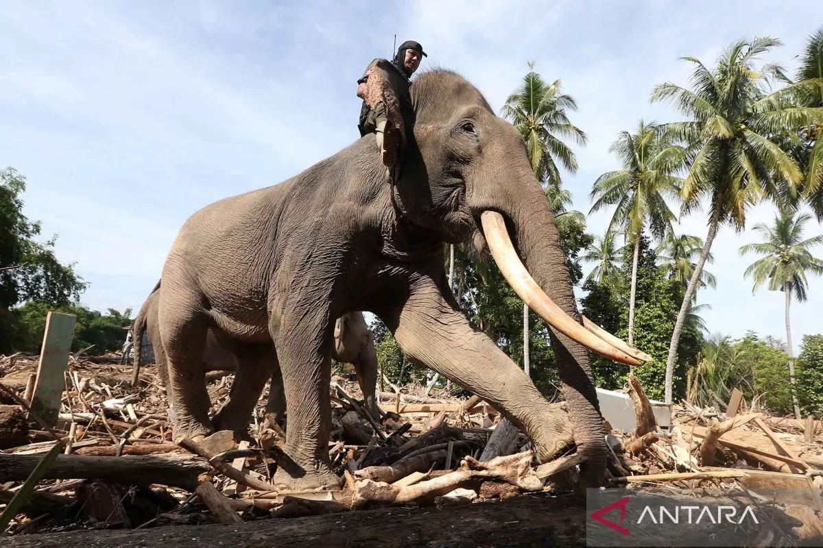 Seekor gajah dikerahkan untuk membersihkan puing banjir di Pidie Jaya Aceh.