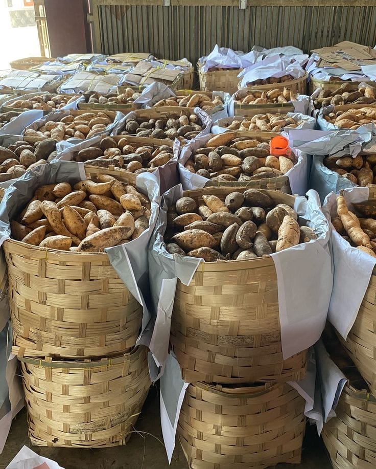 Ubi Cilembu go internasional