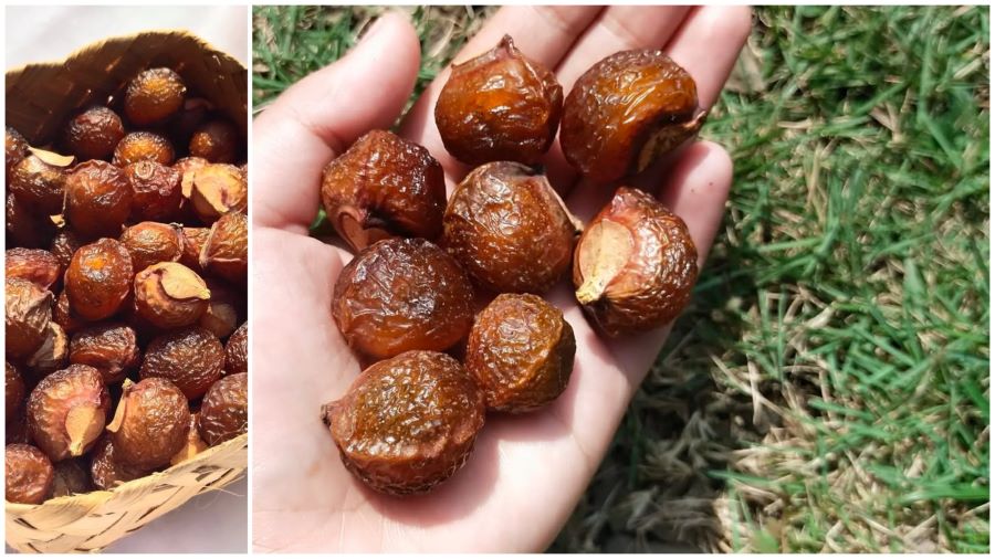 Buah lerak yang keras meskipun sudah matang (instagram/@kebunkisah)