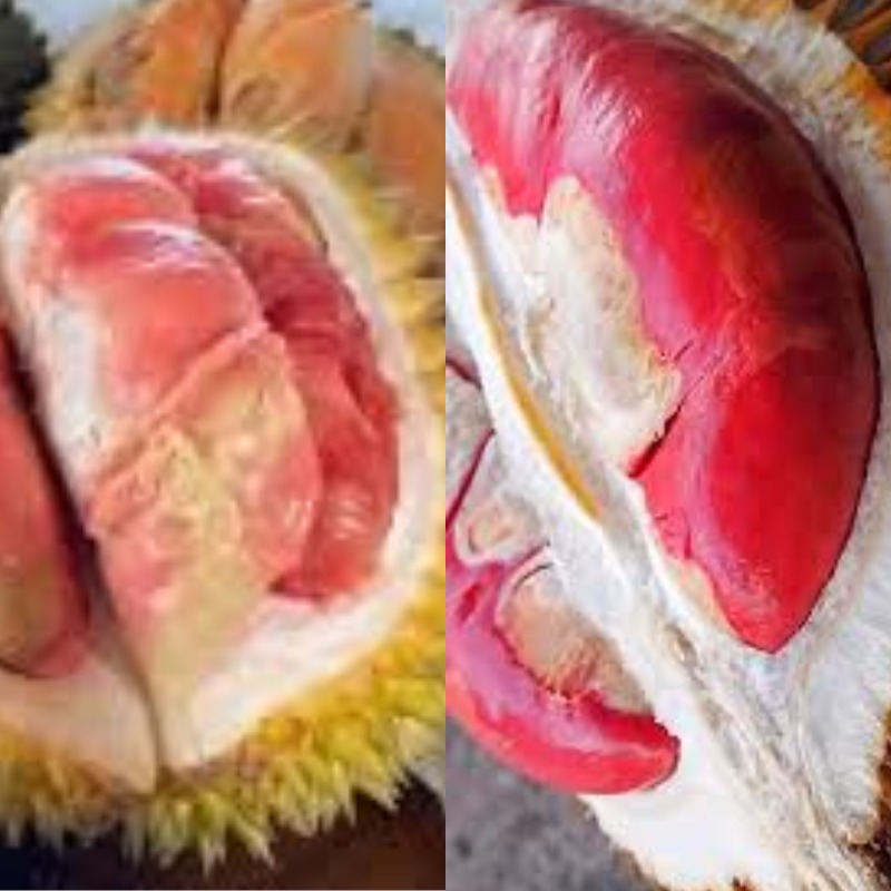 &ldquo;Penampakan durian merah Banyuwangi dengan daging buah berwarna merah khas yang telah resmi mengantongi sertifikat Indikasi Geografis (IG)."(Sumber: kolase berbagai sumber )