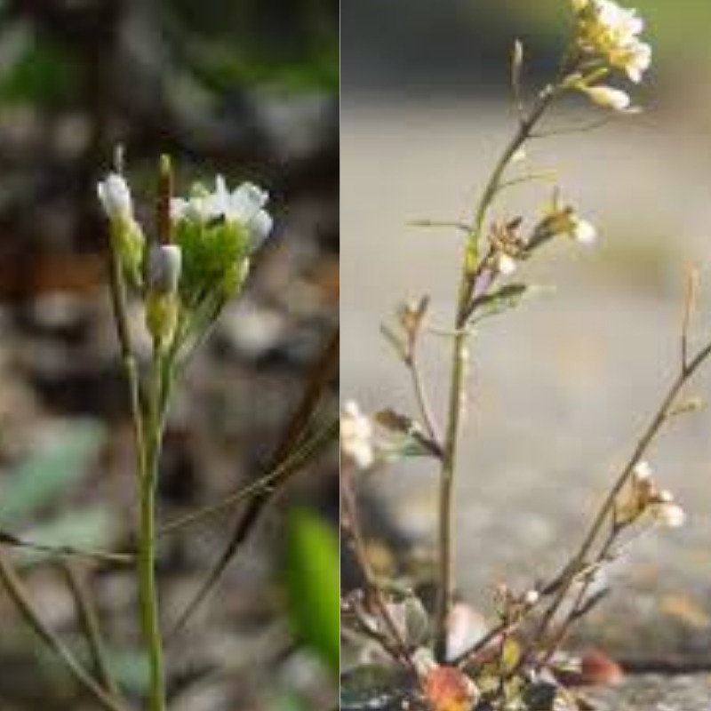 &ldquo;Tanaman Arabidopsis thaliana, spesies model yang sering digunakan ilmuwan untuk meneliti mekanisme pelepasan green leaf volatiles (GLVs) saat daun mengalami luka.&rdquo; (sumber; kolase berbagai sumber)