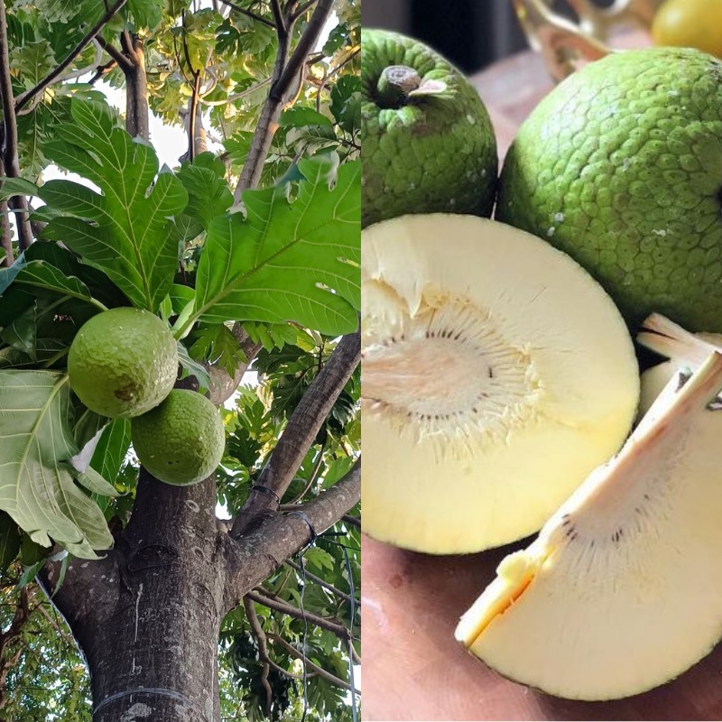 &ldquo;Penampakan buah sukun (breadfruit) yang kini dikenal sebagai superfood dan pangan masa depan karena kaya nutrisi serta tahan perubahan iklim.&rdquo; (Sumber: kolase berbagai sumber)