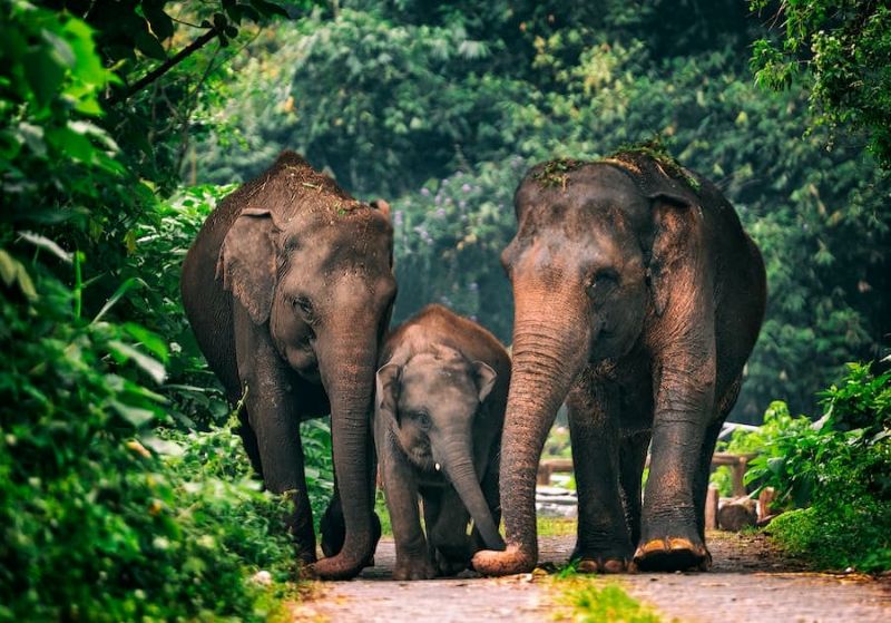 Gajah sumatra (Elephas maximus sumatranus).