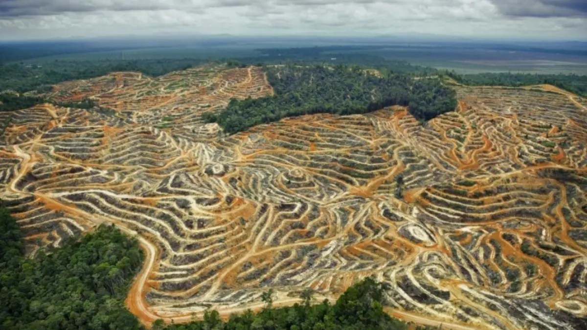 Laju deforestasi di Indonesia meningkat drastis sepanjang 2025. (istimewa)