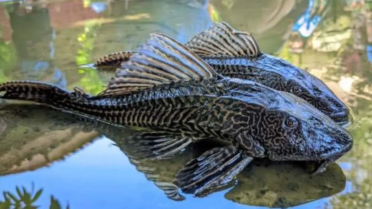 Ilustrasi ikan Sapu Sapu.