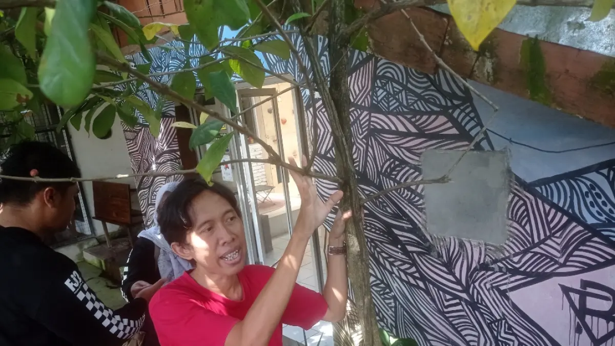 Edi Dwi Atmaja menunjukkan salah satu pohon kopi jenis 