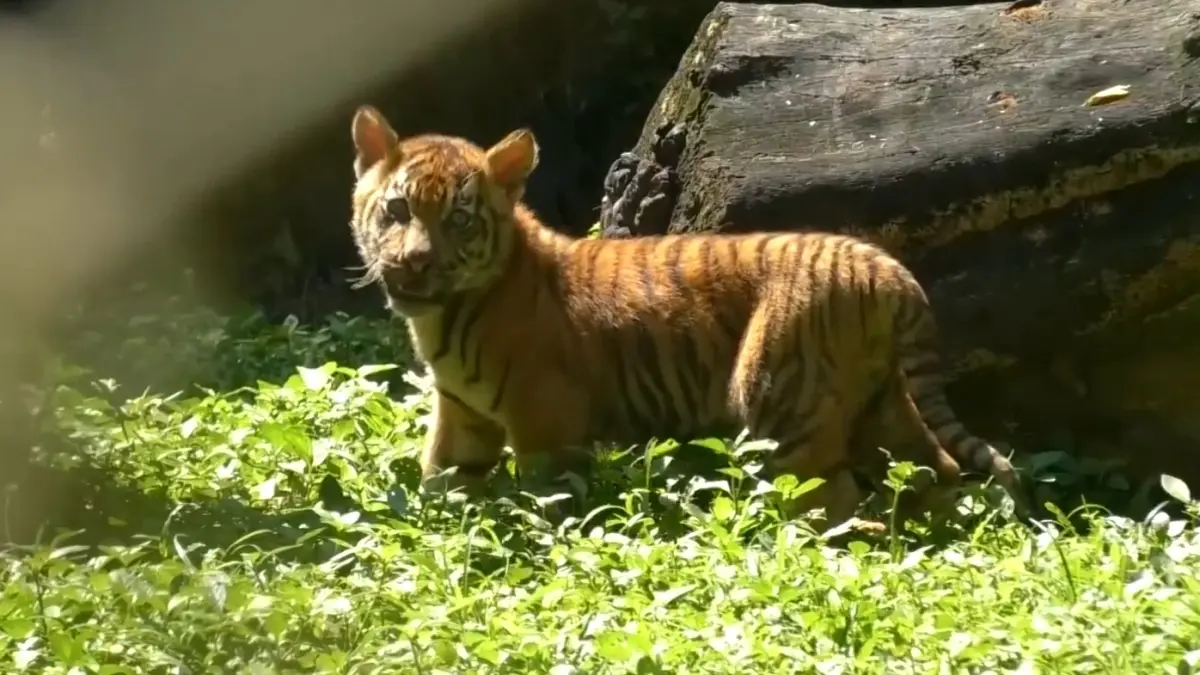 Kelahiran ini menjadi bukti keberhasilan program breeding satwa langka di Indonesia.&nbsp;
