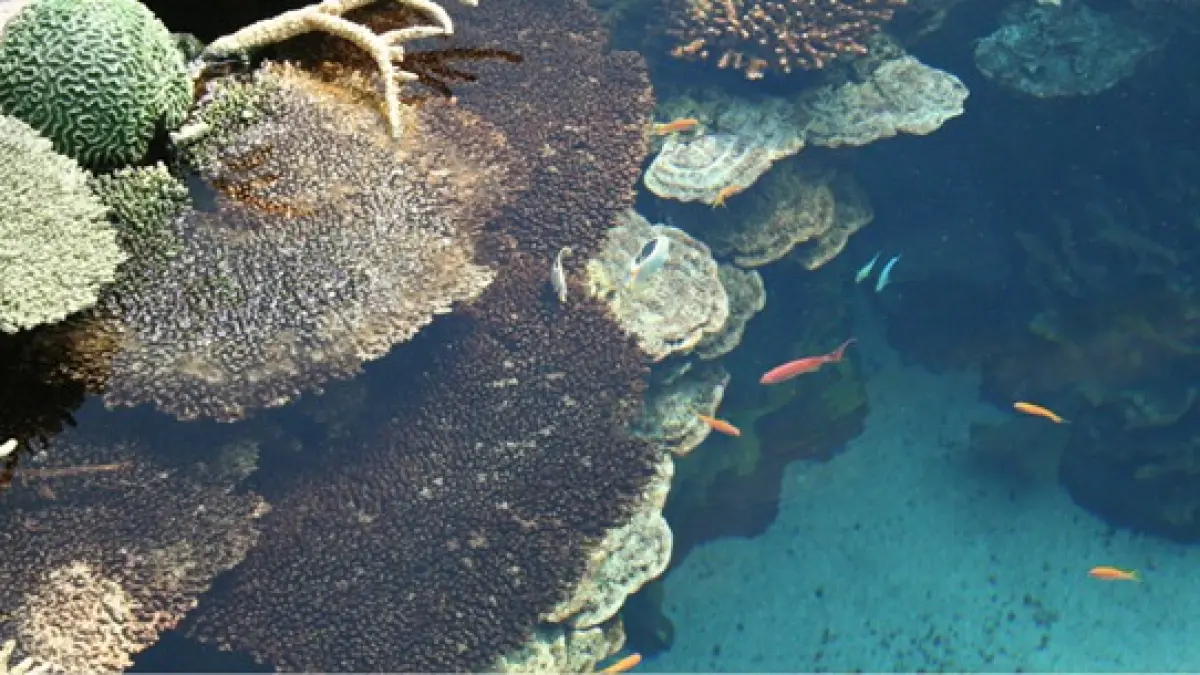 Ilustrasi ekosistem bawah laut. (Foto: Magnific)