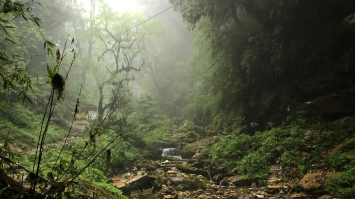 Ilustrasi hutan hujan. (Foto: Magnific)