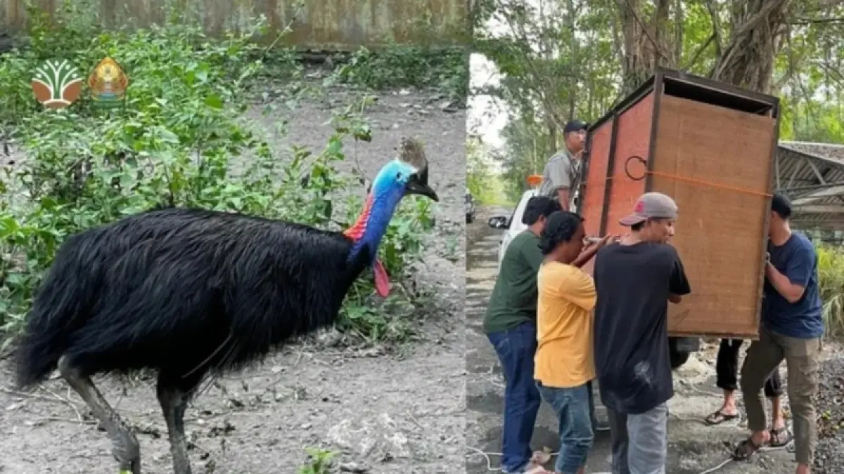 Balai Konservasi Sumber Daya Alam mengevakuasi Burung Kasuari di Ngaglik, Sleman. (Foto: KSDA Yogyakarta)